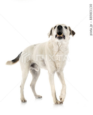 parson russell terrier 88983130