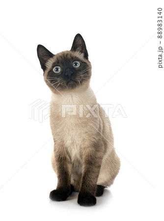 siamese cat in studio siamese cat in studio 88983140