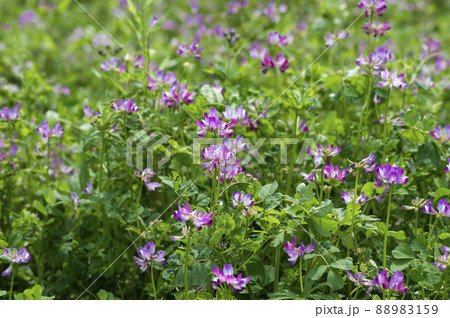 田んぼのれんげ草 田んぼのれんげ草 88983159