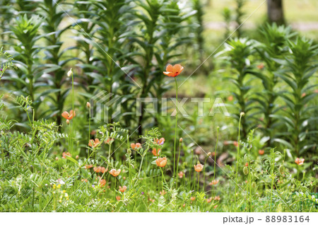 ナガミヒナゲシ 88983164