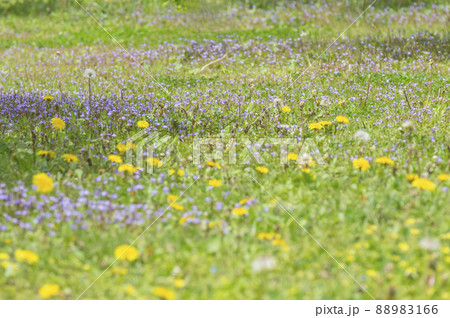 春の野原 88983166