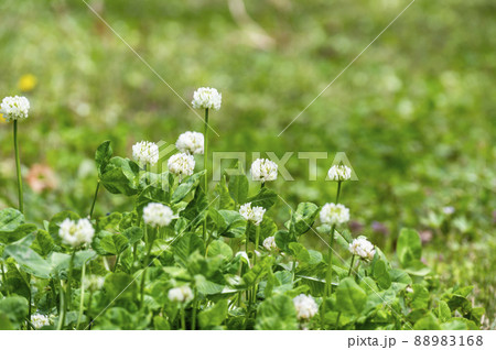 シロツメグサ 88983168