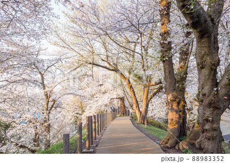 桜満開の散歩道　霞城公園春の朝　山形県 88983352