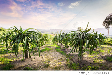 Dragon fruit on plant, Raw Pitaya fruit on tree, A pitaya or pitahaya is the fruit of several cactus species. 88983354