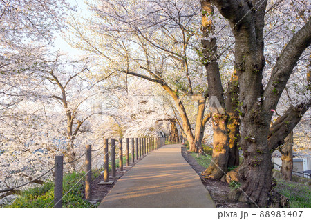 桜満開の散歩道　霞城公園春の朝　山形県 88983407