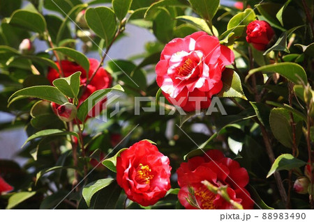 紅赤色で斑入りの椿花 紅赤色で斑入りの椿花 88983490