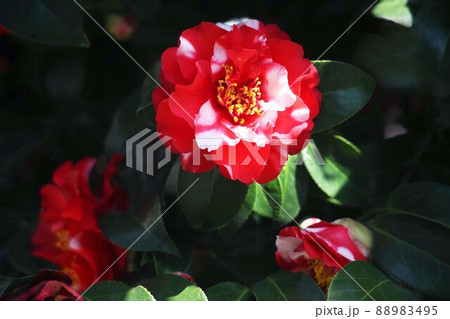 紅赤色で斑入りの椿花 紅赤色で斑入りの椿花 88983495