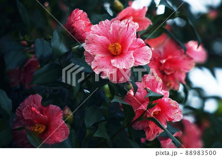 紅色で絞りの椿花 紅色で絞りの椿花 88983500