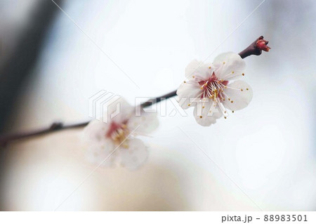 遅咲きの梅、薄ピンク色の花 遅咲きの梅、薄ピンク色の花 88983501