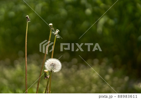 タンポポの綿毛 88983611