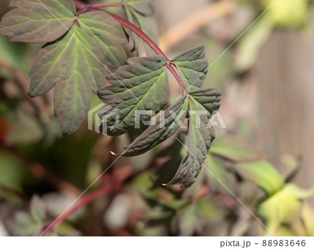 水不足の植物 水不足の植物 88983646