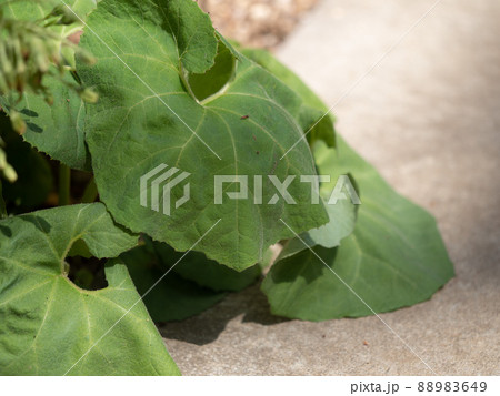 水不足の植物 水不足の植物 88983649