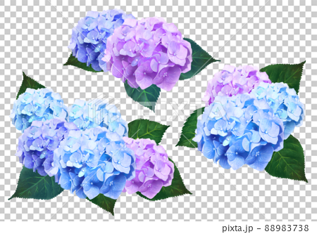 梅雨の時期に咲く美しい薄紫色と水色のあじさいと葉っぱの白バック背景イラスト素材のイラスト素材 8738
