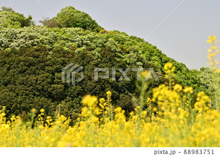 岡山県笠岡干拓地の菜の花 岡山県笠岡干拓地の菜の花 88983751