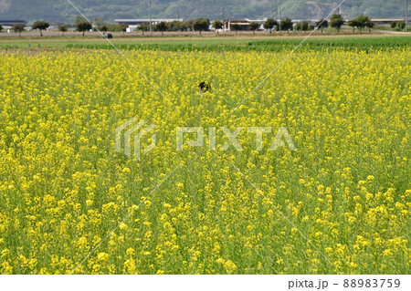 岡山県笠岡干拓地の菜の花 岡山県笠岡干拓地の菜の花 88983759
