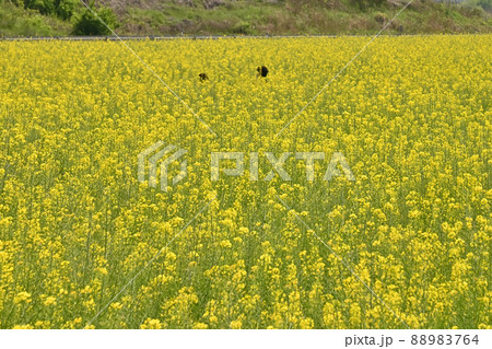 岡山県笠岡干拓地の菜の花 88983764