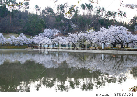 堂ノ前公園の桜(山形県・東根市) 堂ノ前公園の桜(山形県・東根市) 88983951