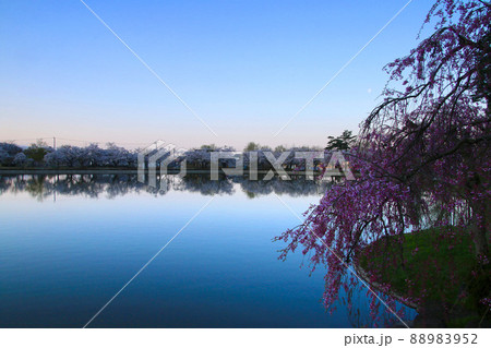 堂ノ前公園の桜(山形県・東根市) 堂ノ前公園の桜(山形県・東根市) 88983952