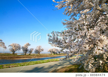 白水川堤防桜並木(山形県・東根市) 白水川堤防桜並木(山形県・東根市) 88984474