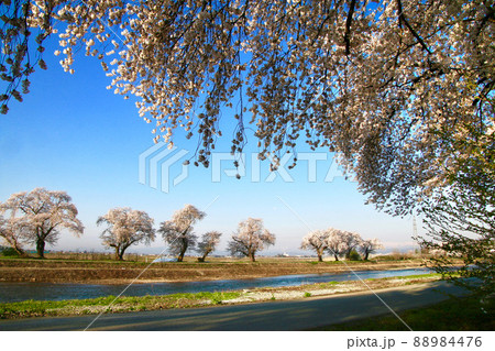 白水川堤防桜並木(山形県・東根市) 白水川堤防桜並木(山形県・東根市) 88984476