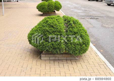 Thuja bushes and yellow tiles. Drop form of thuja dwarf. Greening of city, ordinary landing, landscape design element, closeup, front view. Thuja bushes and yellow tiles. Drop form of thuja dwarf. Greening of city, ordinary landing, landscape design element, closeup, front view. 88984860