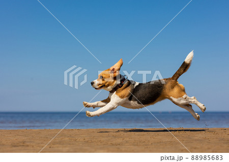 the domestic dog beagle runs and jumps in nature. dog training on the seashore or in the forest, a pet has fun and plays with its owner 88985683