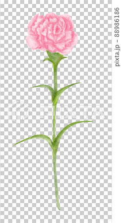 ピンク色カーネーションの手描き色鉛筆画 88986186