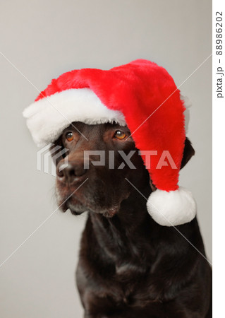 a labrador retriever dog wearing a Santa Claus hat. decorations and outfit for Christmas or new year. the spirit of winter and joy 88986202
