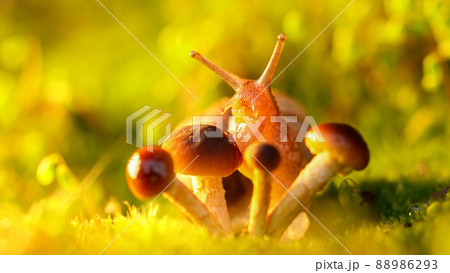 A small snail in a meadow with mushrooms. 88986293
