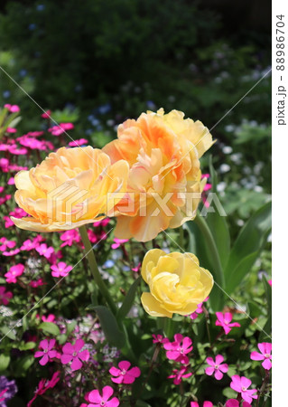 オレンジ色の八重咲チューリップ オレンジ色の八重咲チューリップ 88986704