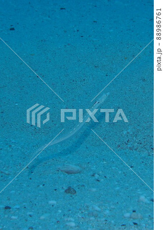 リュウキュウベラギンポ　沖縄の海　水中写真 88986761