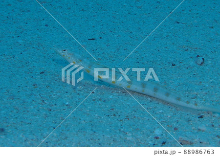 リュウキュウベラギンポ 沖縄の海 水中写真 リュウキュウベラギンポ 沖縄の海 水中写真 88986763