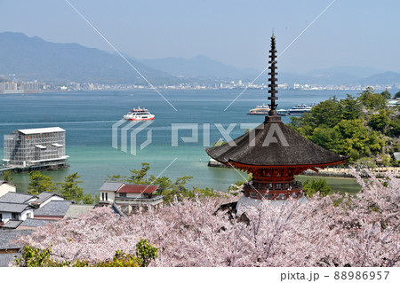 広島県宮島の桜 広島県宮島の桜 88986957