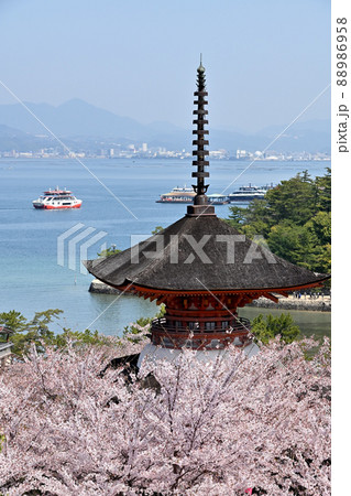 広島県宮島の桜 広島県宮島の桜 88986958