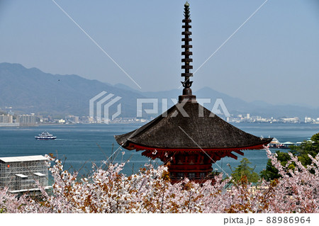 広島県宮島の桜 広島県宮島の桜 88986964