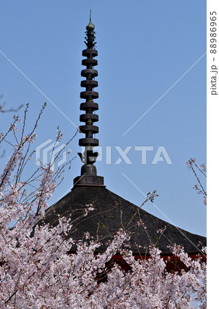広島県宮島の桜 広島県宮島の桜 88986965