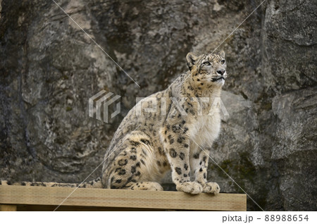 ユキヒョウ 88988654