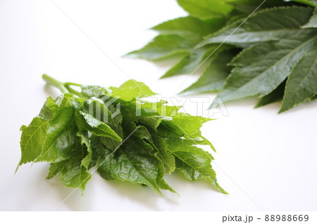 明日葉 明日葉 88988669