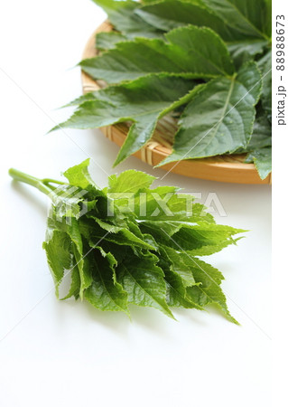 明日葉 明日葉 88988673