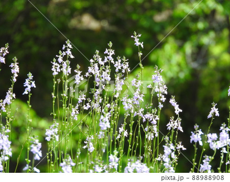 マツバウンランの群生 88988908