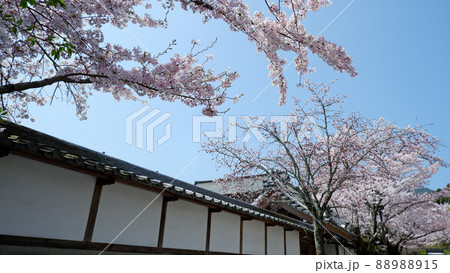 大津市 坂本 御殿場場 満開の桜 大津市 坂本 御殿場場 満開の桜 88988915