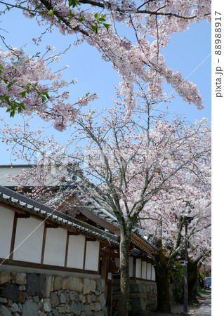 大津市 坂本 御殿場場 満開の桜 大津市 坂本 御殿場場 満開の桜 88988917