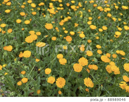 ヒメキンセンカ 88989046