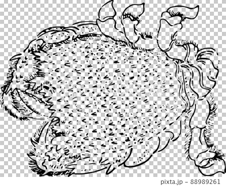 朝日蟹（表） 88989261