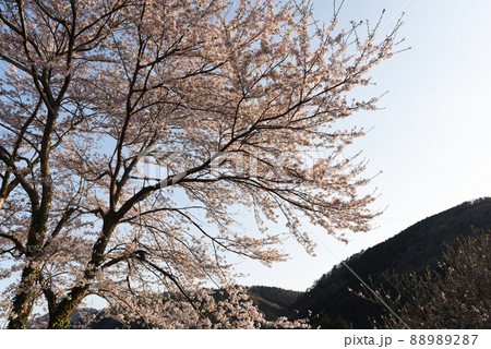 青空に映える山桜 青空に映える山桜 88989287