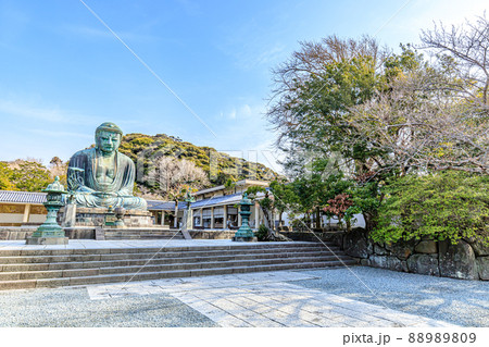 初春の鎌倉大仏　神奈川県鎌倉市 88989809