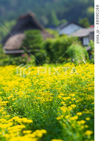 京都市右京区越畑の女郎花を撮影したもの 88990168