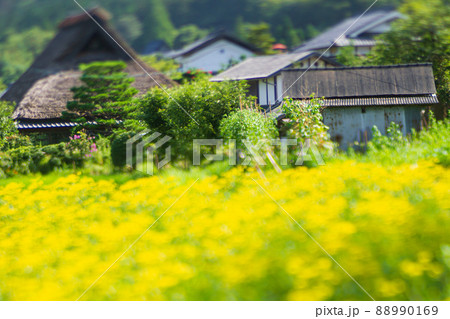 京都市右京区越畑の女郎花を撮影したもの 88990169