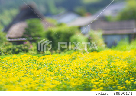 京都市右京区越畑の女郎花を撮影したもの 京都市右京区越畑の女郎花を撮影したもの 88990171