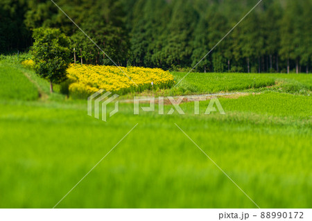 京都市右京区越畑の女郎花を撮影したもの 88990172